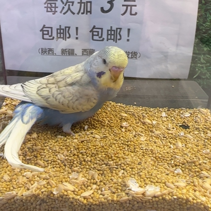 虎皮鹦鹉大头虎皮鹦鹉