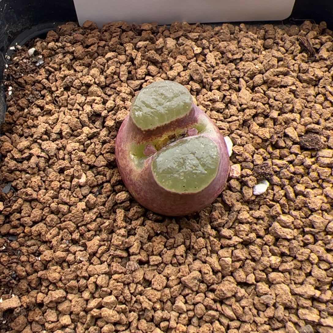 127号磁铁2.25多肉