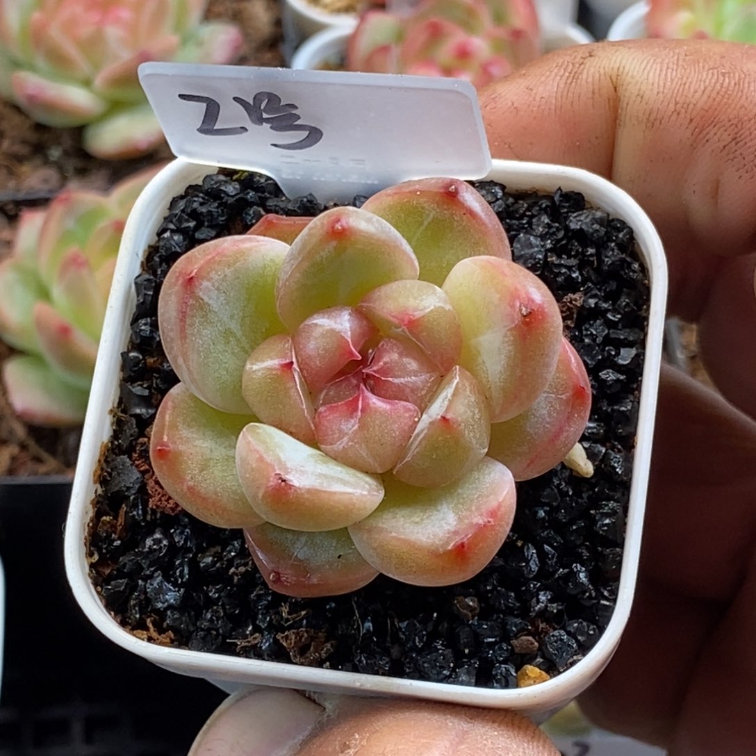 天官赐福百无禁忌