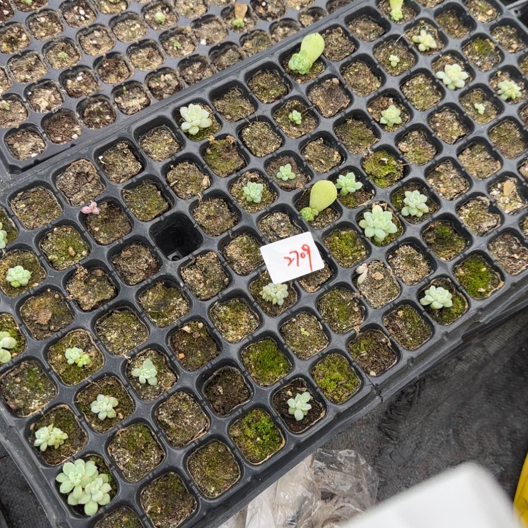 2709 一半托满20包邮