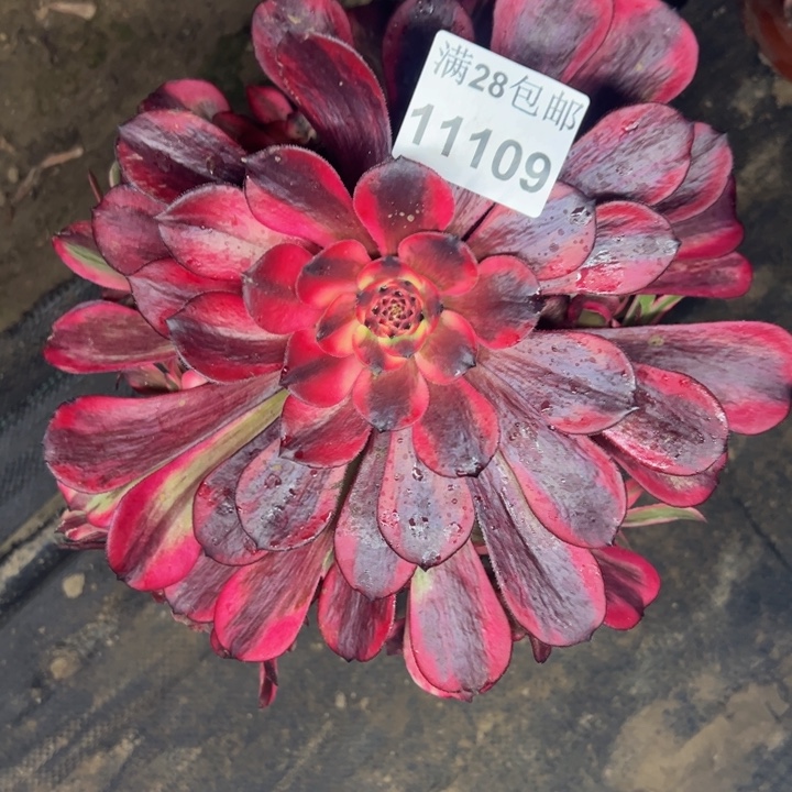 11109烟花多肉植物