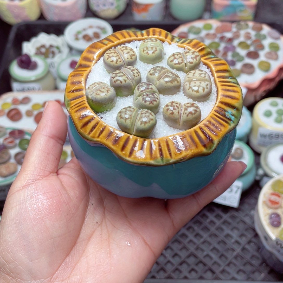 w7065 -零下地区拍保温箱-15支持寄养