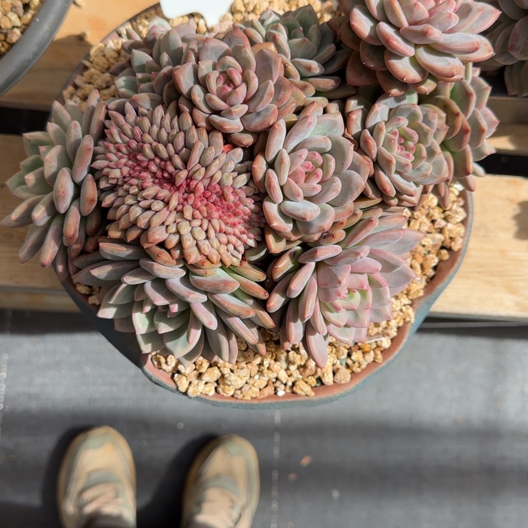 琳****一物一拍爱丽儿缀101