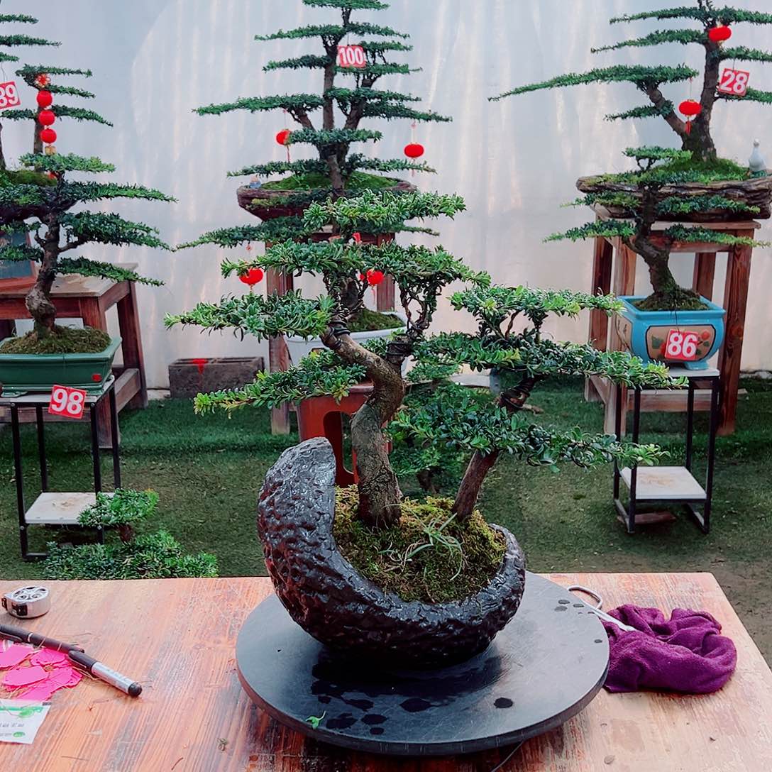 罗汉松小老桩红芽罗汉松