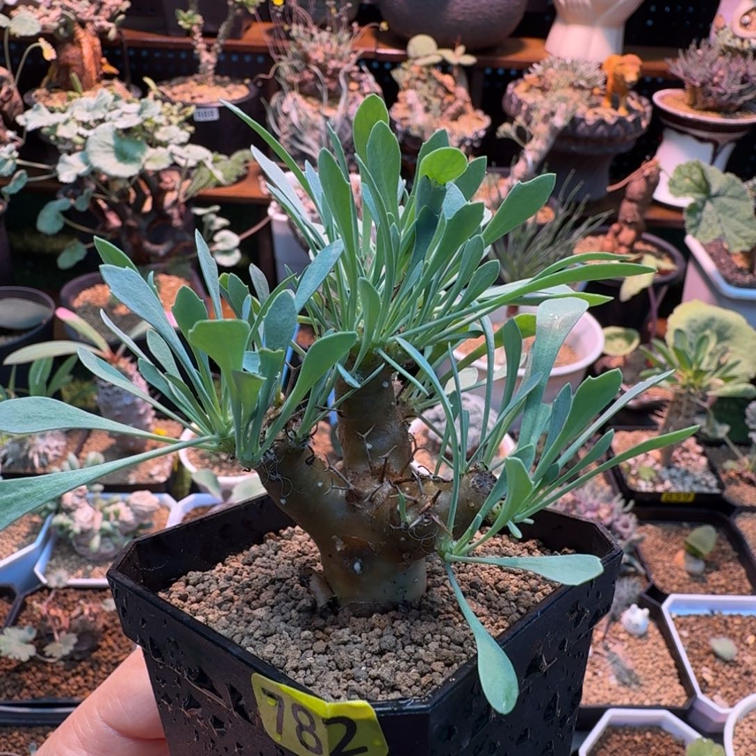 黑鬼殿782(脱土发)