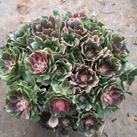 冬***来无花朵546号香妃法师多肉植物