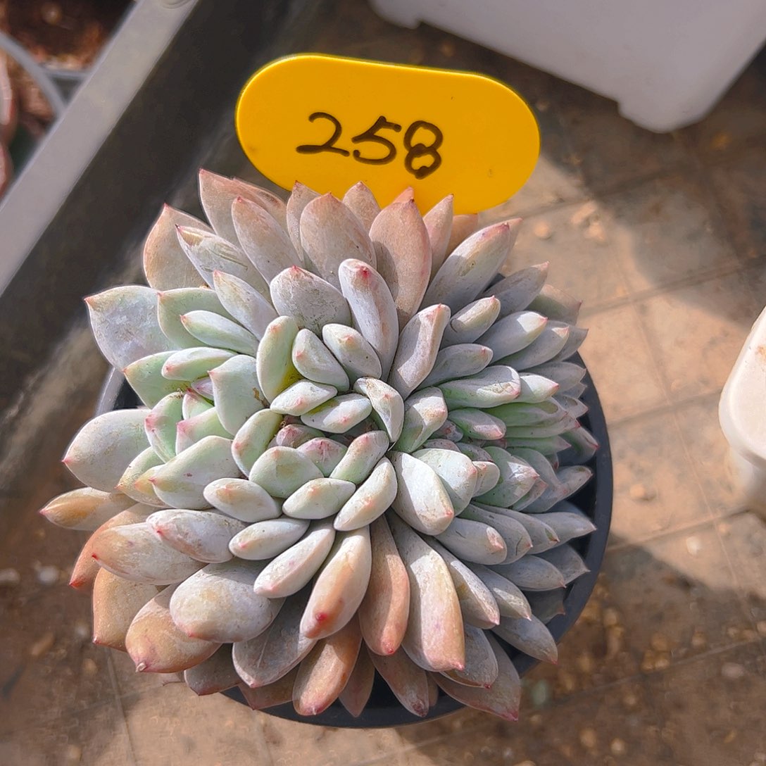 橙梦露缀258号一物一拍