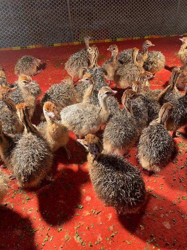 可牵绳 可观赏 宠物活体 文鸟顺丰包邮