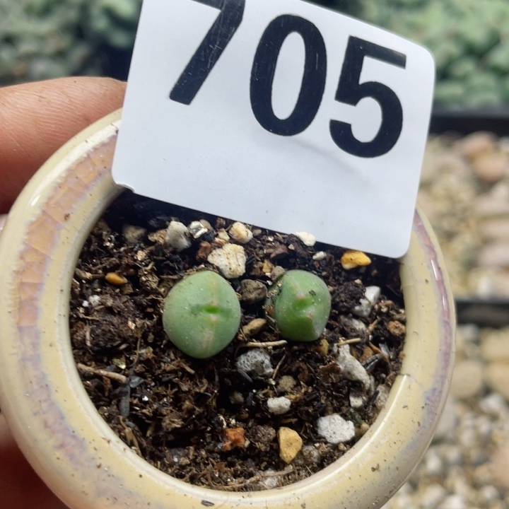 705空婵两颗带盆