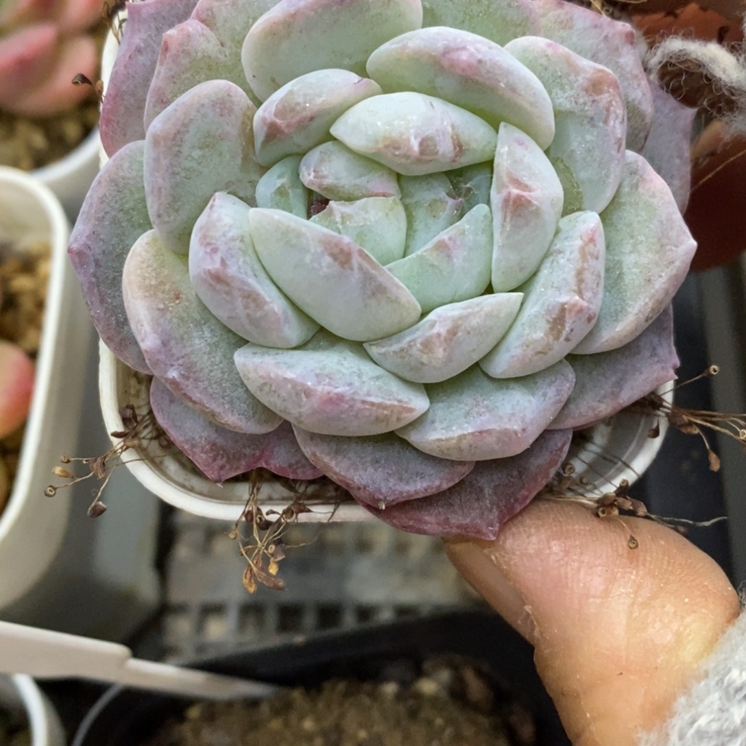 精品多肉一物一拍不包整359