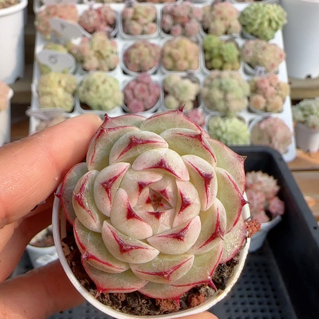 【闪购商品】0115-117边线包子