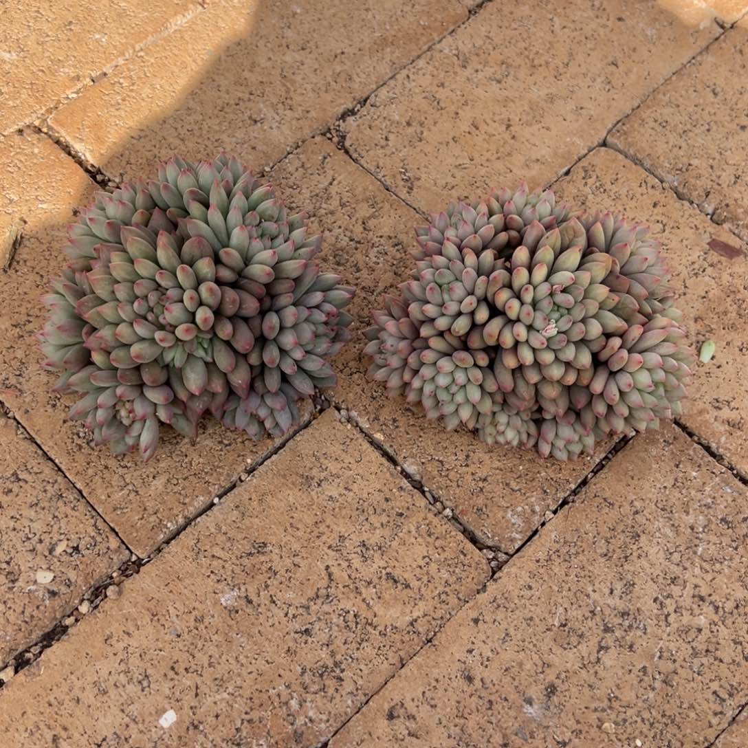 两颗捧花言字。            