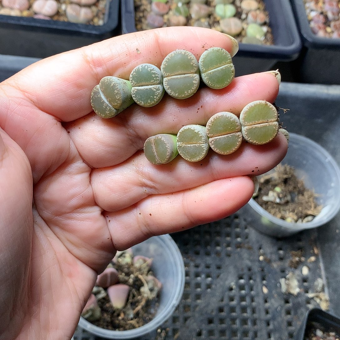 K76多肉植物保护