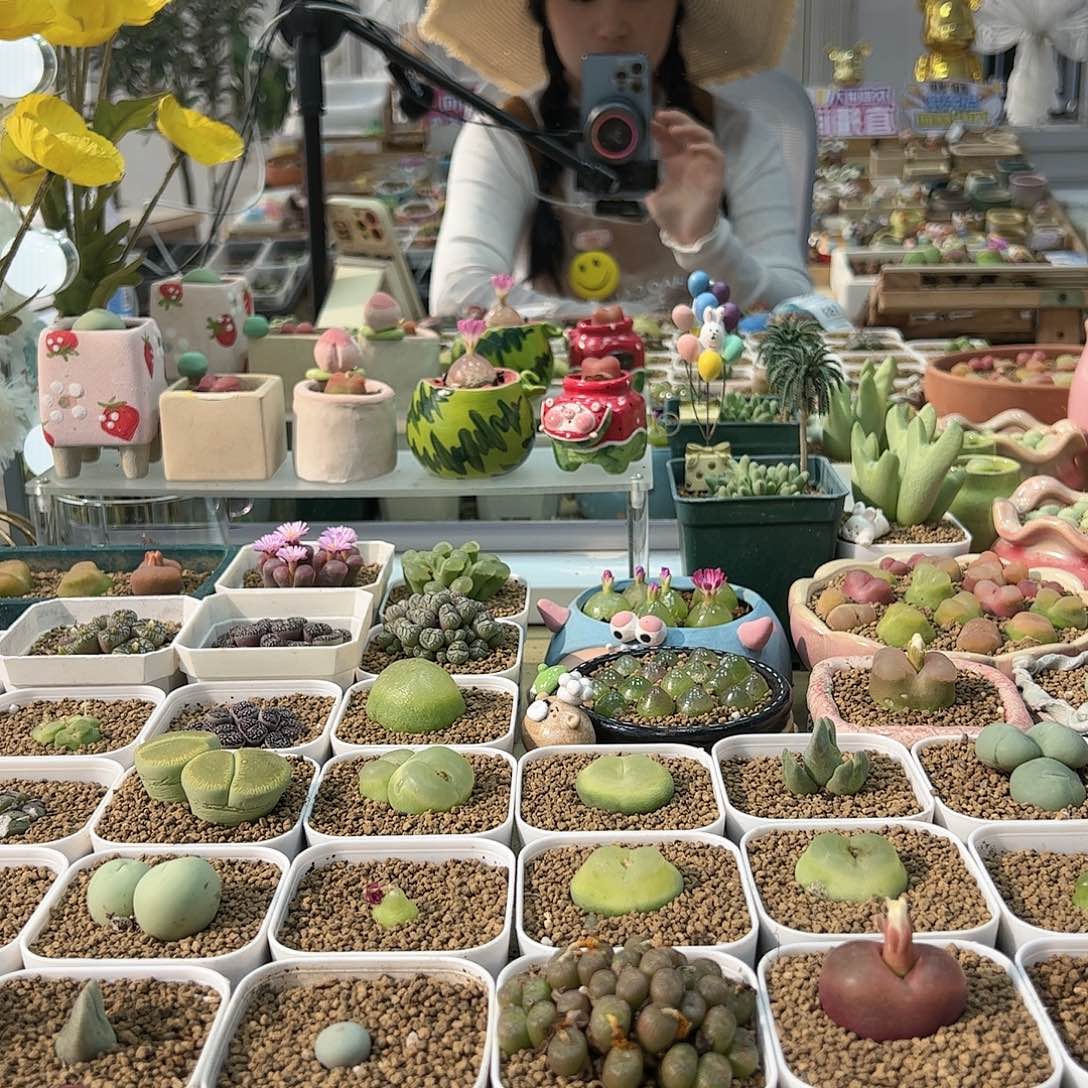 【闪购商品】文*样文小样