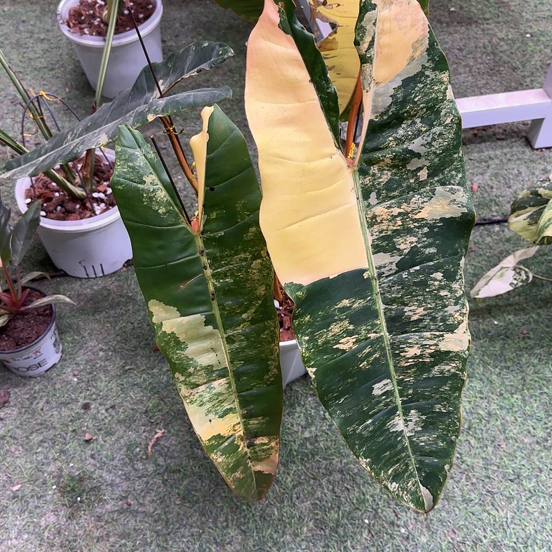 o***e不开花植物橙炳锦顶芽G4