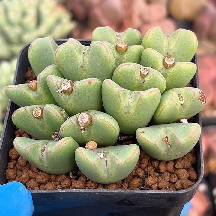 423 红边少将群 带盆土 有疤特