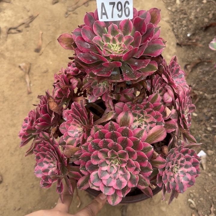 红铜白，多肉植物……