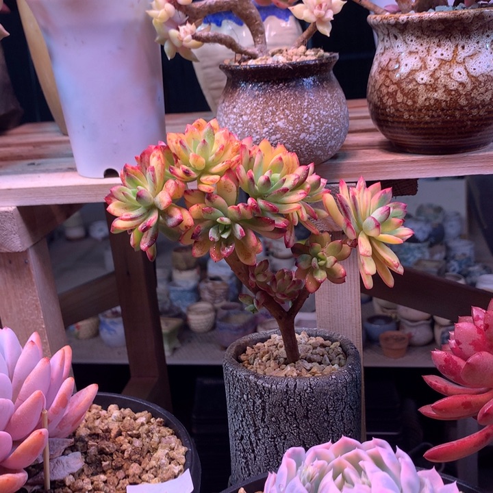 叮当锦缀z z z z z z z