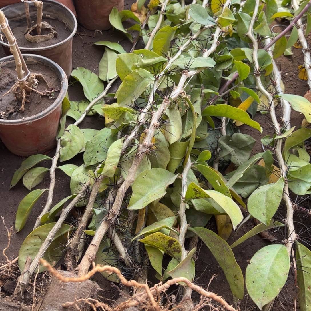 70公分细的叶仙四颗