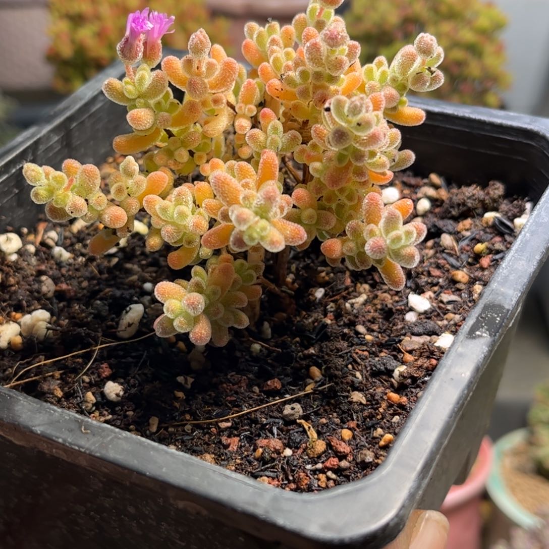 008冰晶优选枝干