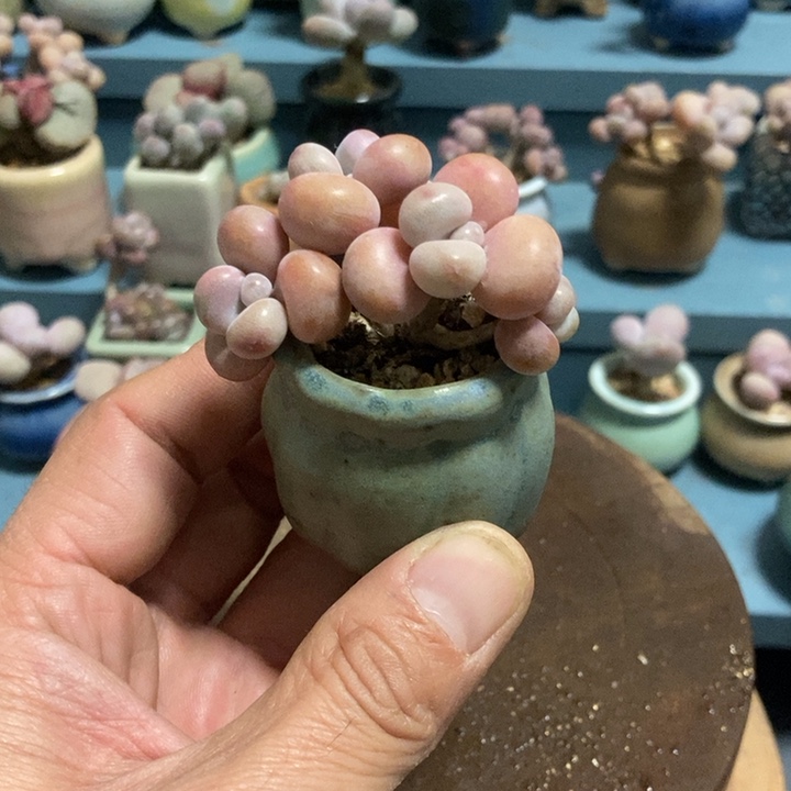 我***米糖果腰子18带盆发货