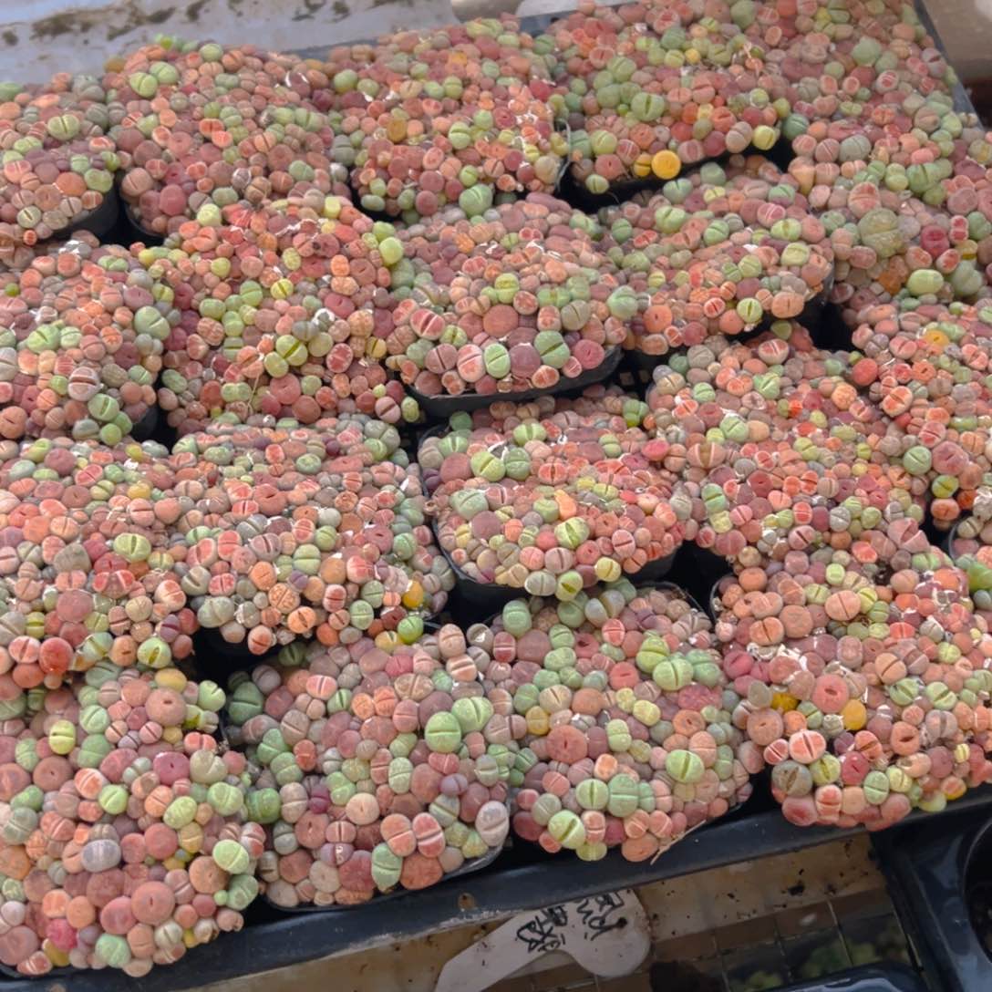 生石花玉露多肉多肉一颗