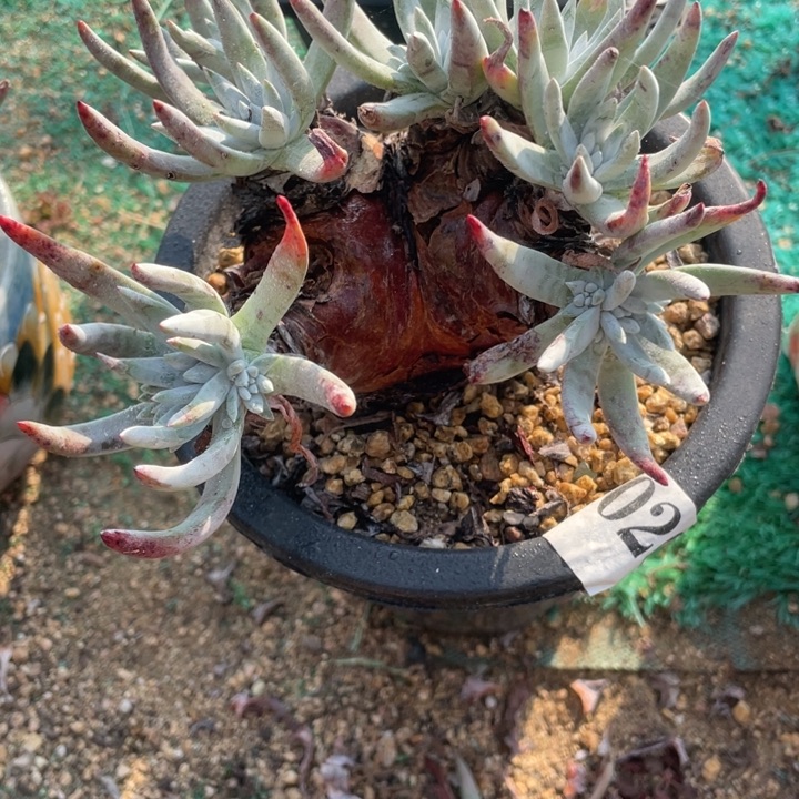 20号雪花多肉植物