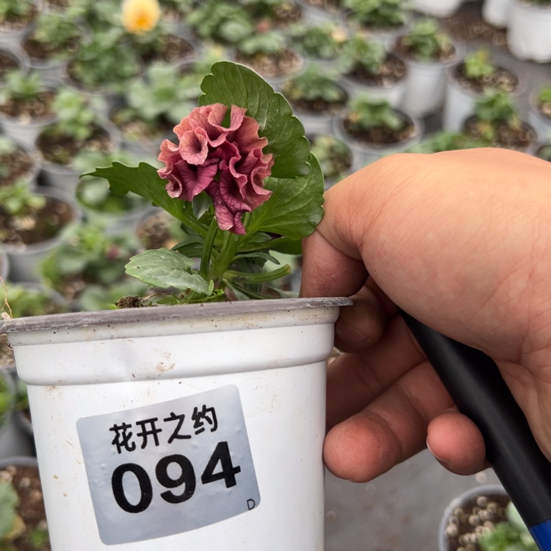 【闪购商品】完全开放094号