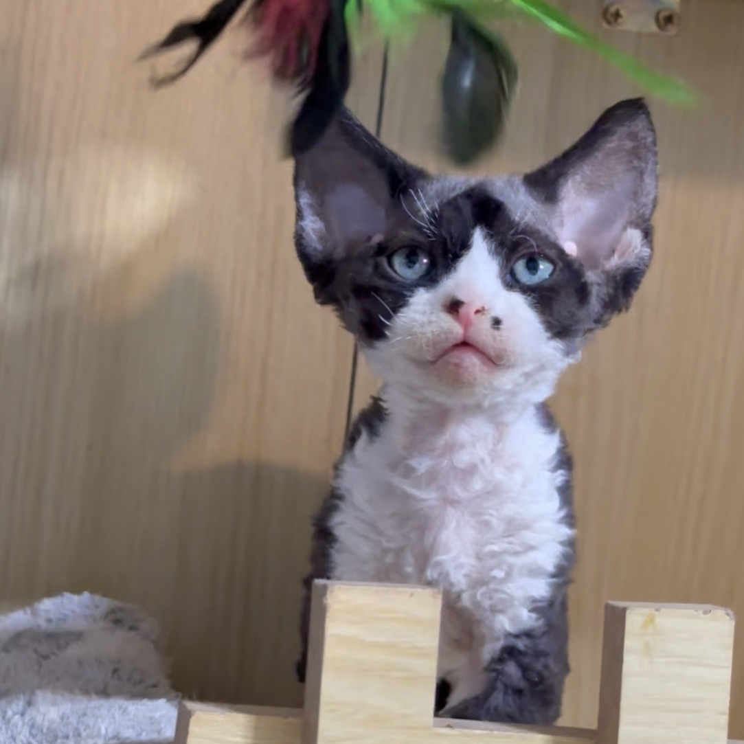 黑白德文弟弟超甜德文卷毛猫活