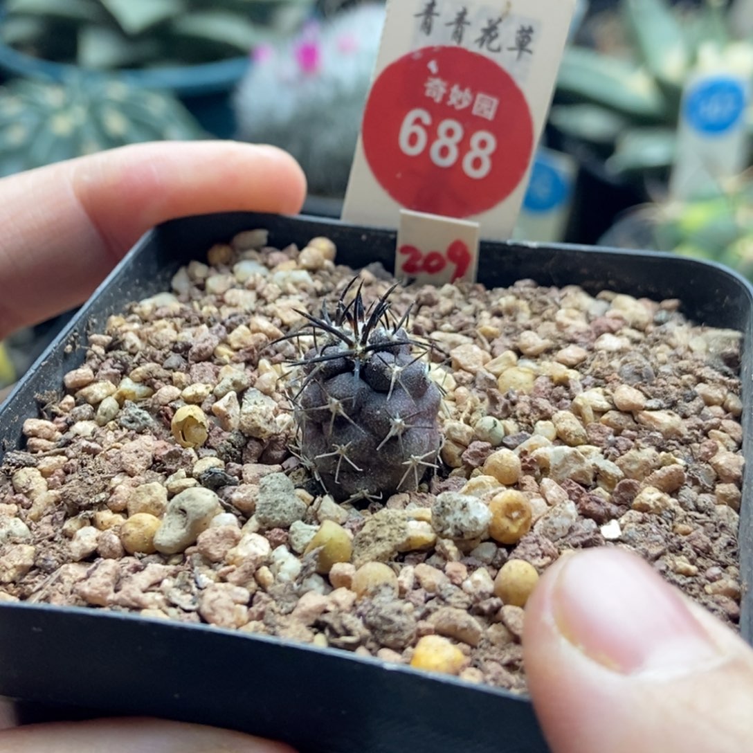 实生狂刺栗星玉1.4cm