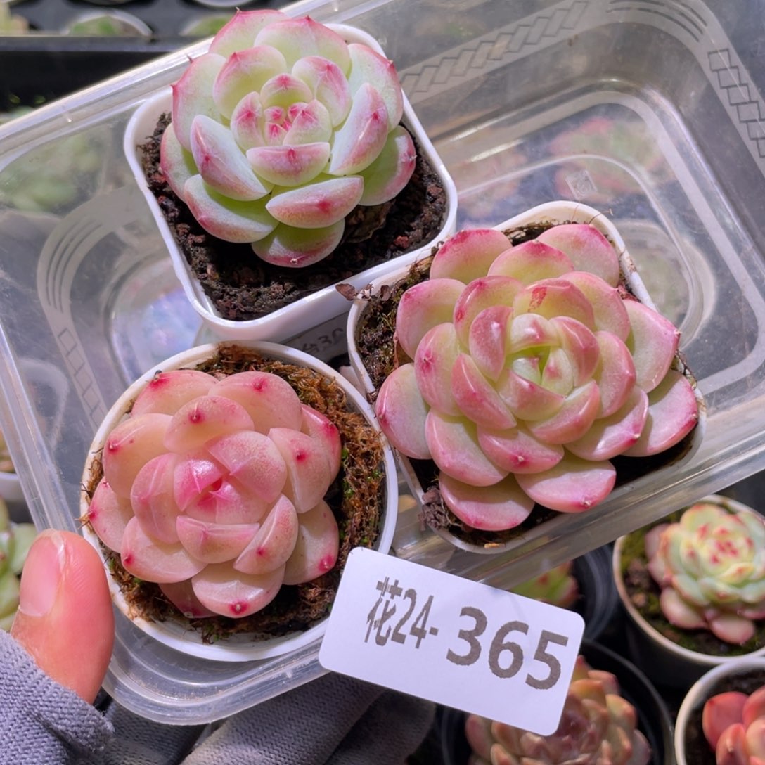 花利美24-365多肉3颗