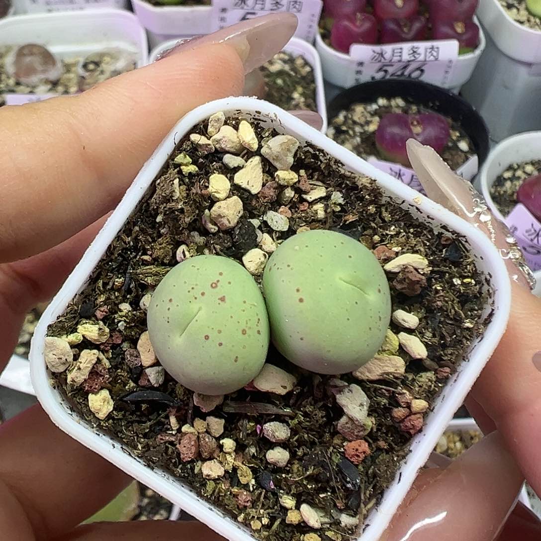 双头鸽子蛋带盆土发货