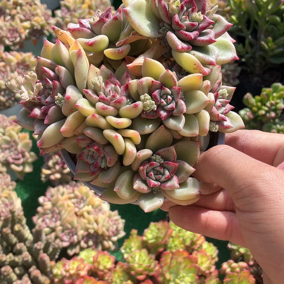 璀璨多肉带盆发货