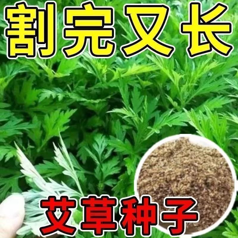 【全店满5包包邮】艾草种子种植食用药用野生大叶艾蒿青蒿四季驱蚊