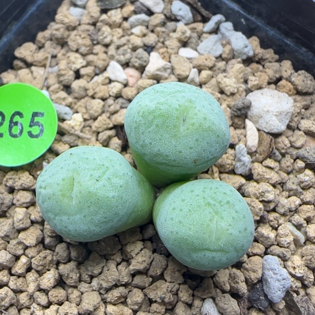 漂漂亮亮多肉植物265