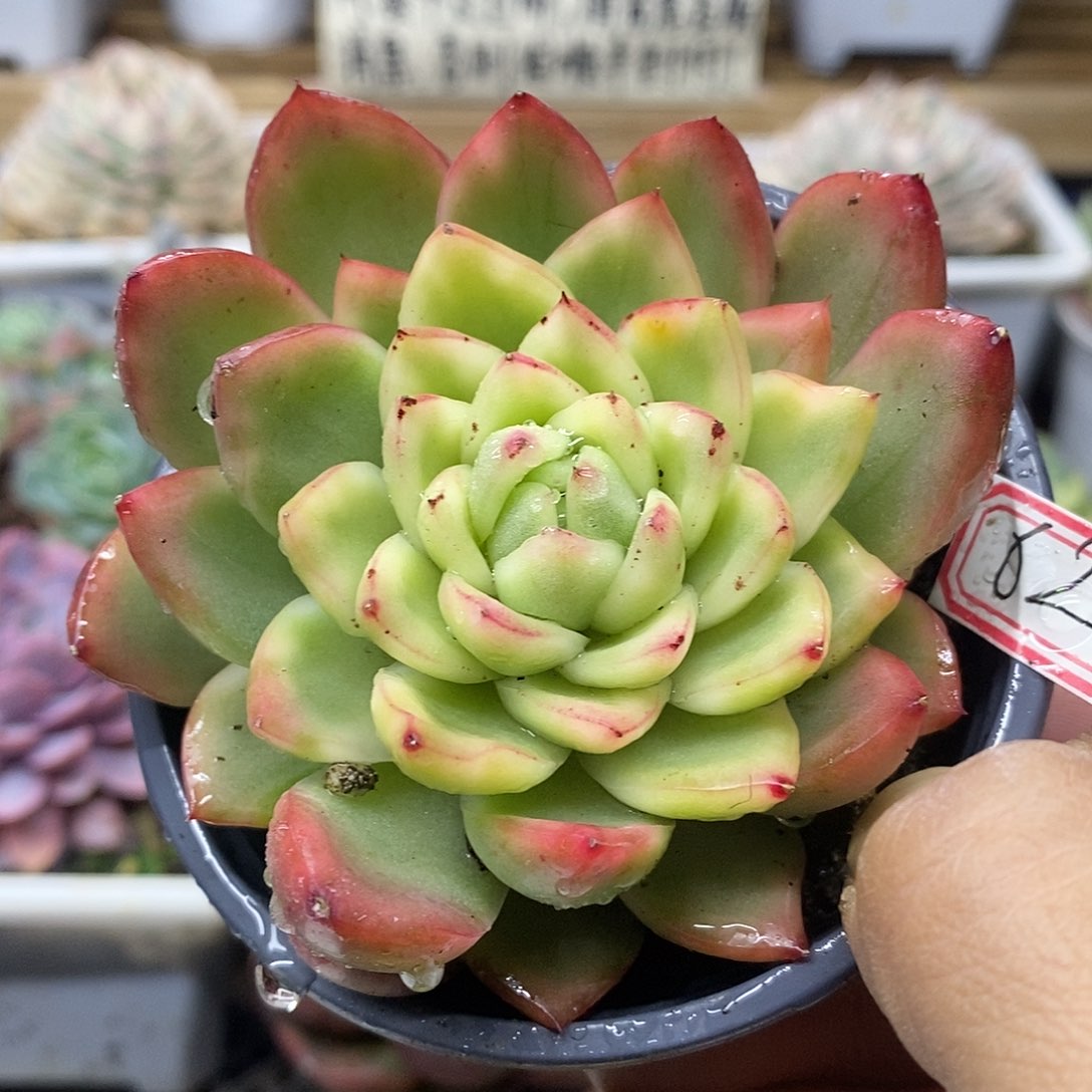 0863 水晶珍妮锦 需延时发货