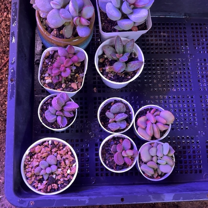 小***火清。    补差价。          