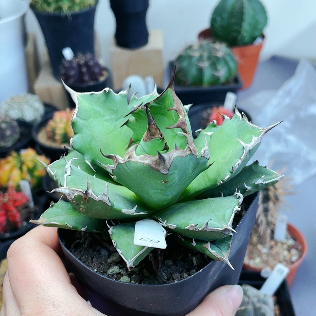 非偏远地区满25裸根发货仙人球