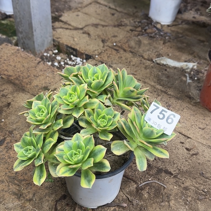 756。                   