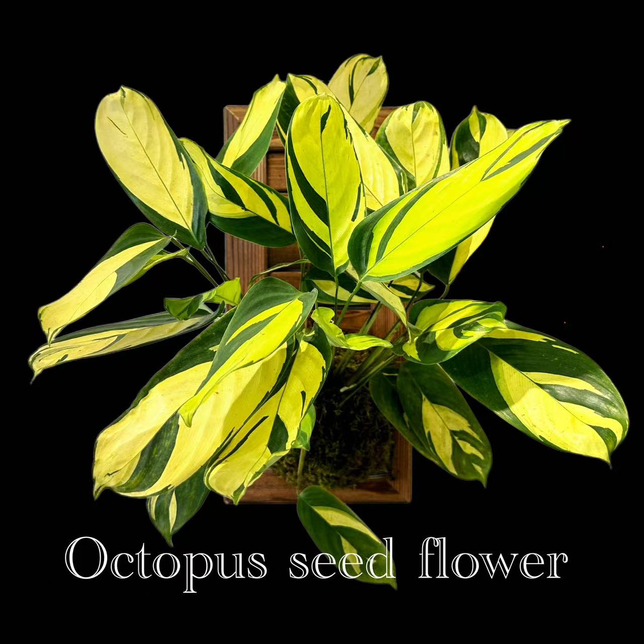 油画金梦竹芋  室内好养耐阴观叶多年生绿植盆栽吸甲醛净化空气