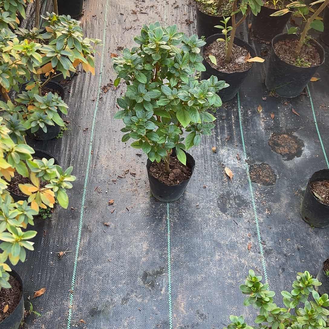 大部分花苞少量开放