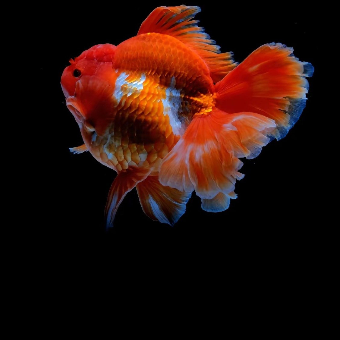 家萌的水族小店 精品百褶泰狮 元宝狮 将军泰狮