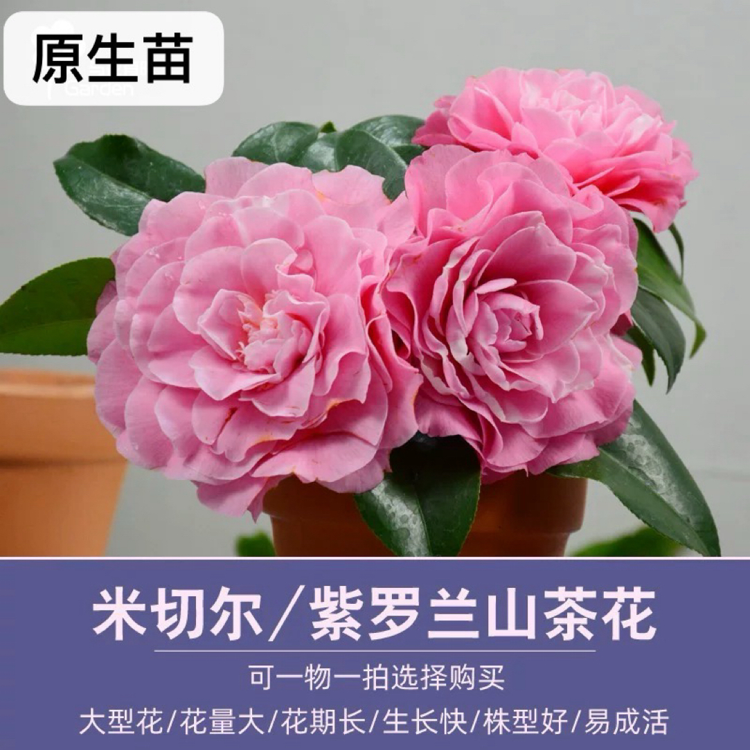 【西利米切尔茶花】正版原生带花苞小苗高度20厘米左右