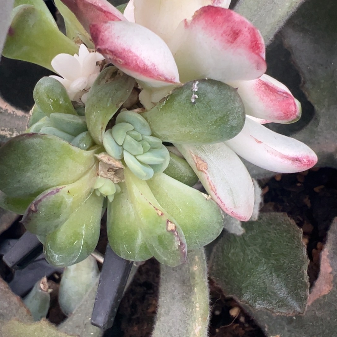 柠***肉茉莉奶盖，带锦基因绿头预定第一