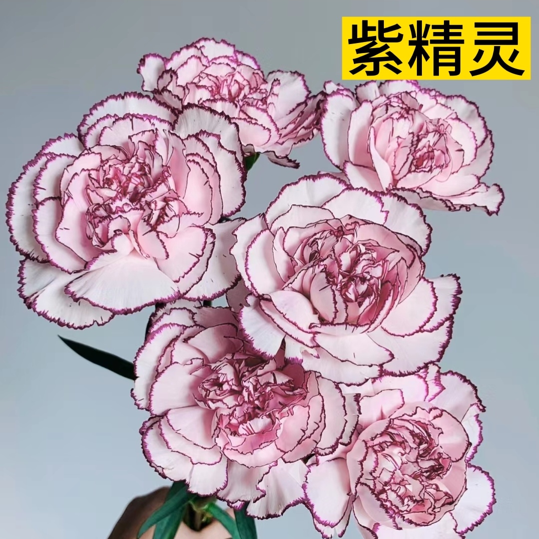 紫精灵 20支康乃馨单头鲜花A级品质家插花母亲节送人花束云南顺丰