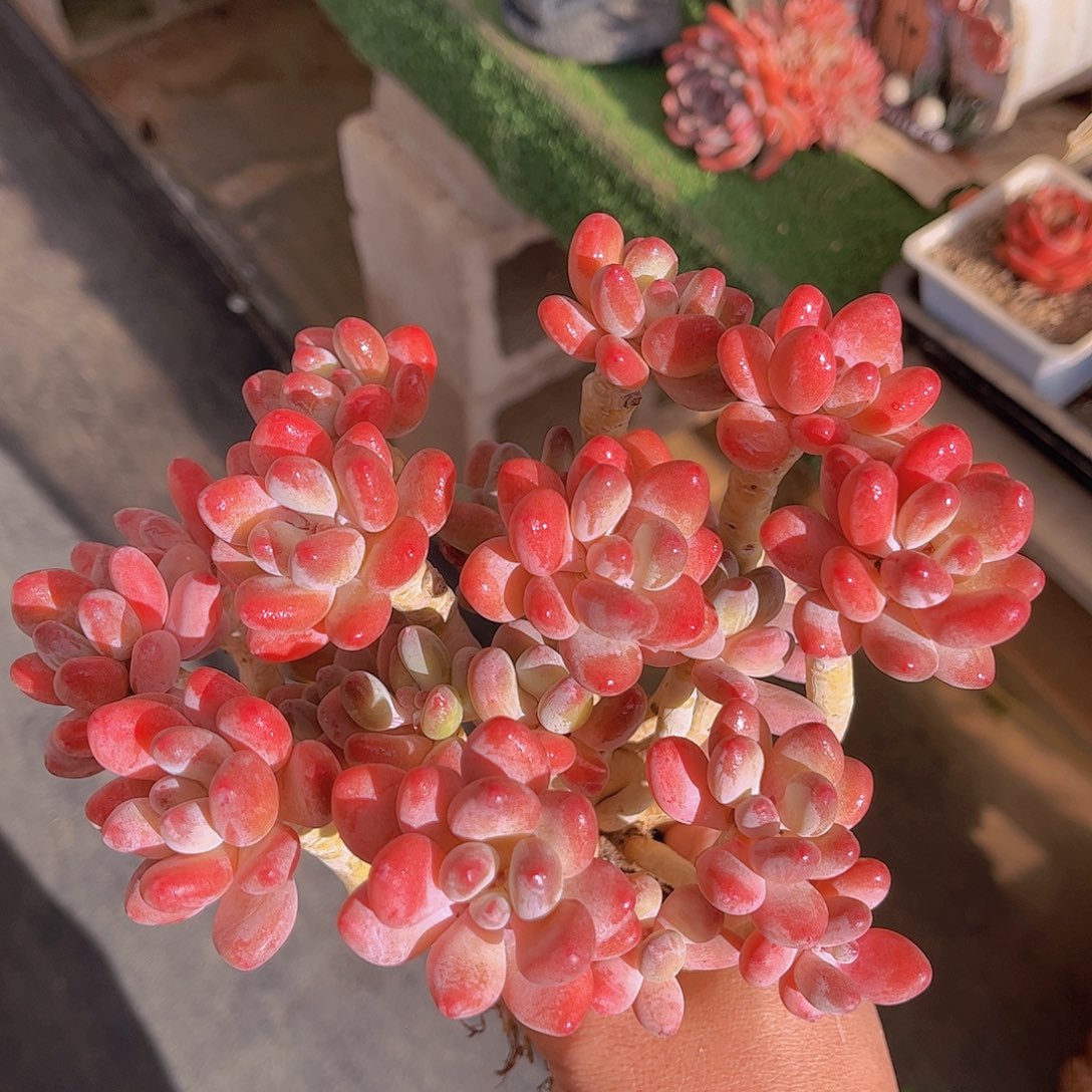 韩版苹果奶老桩多肉