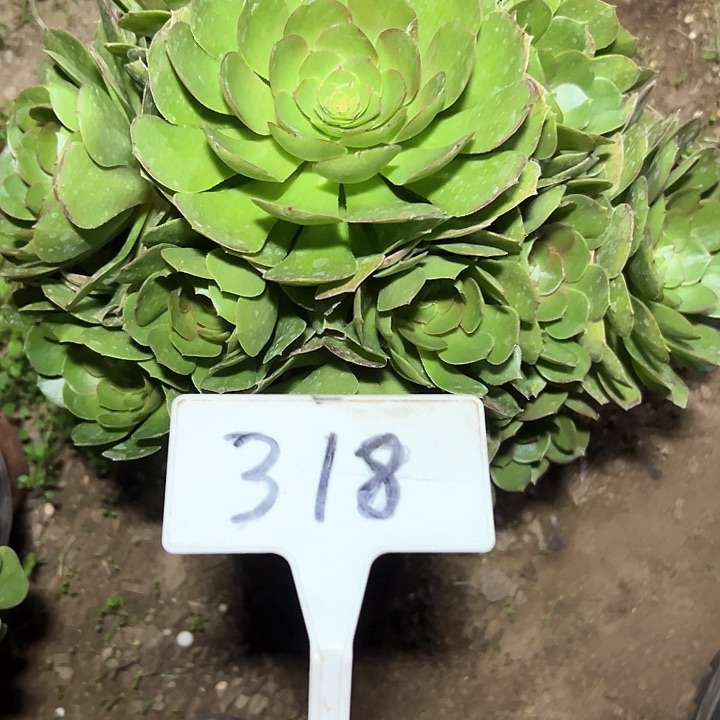 多肉植物万圣节法师