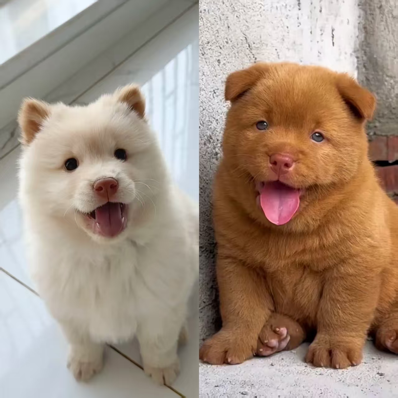 田园犬土松五黑五红狗狗丹丹家