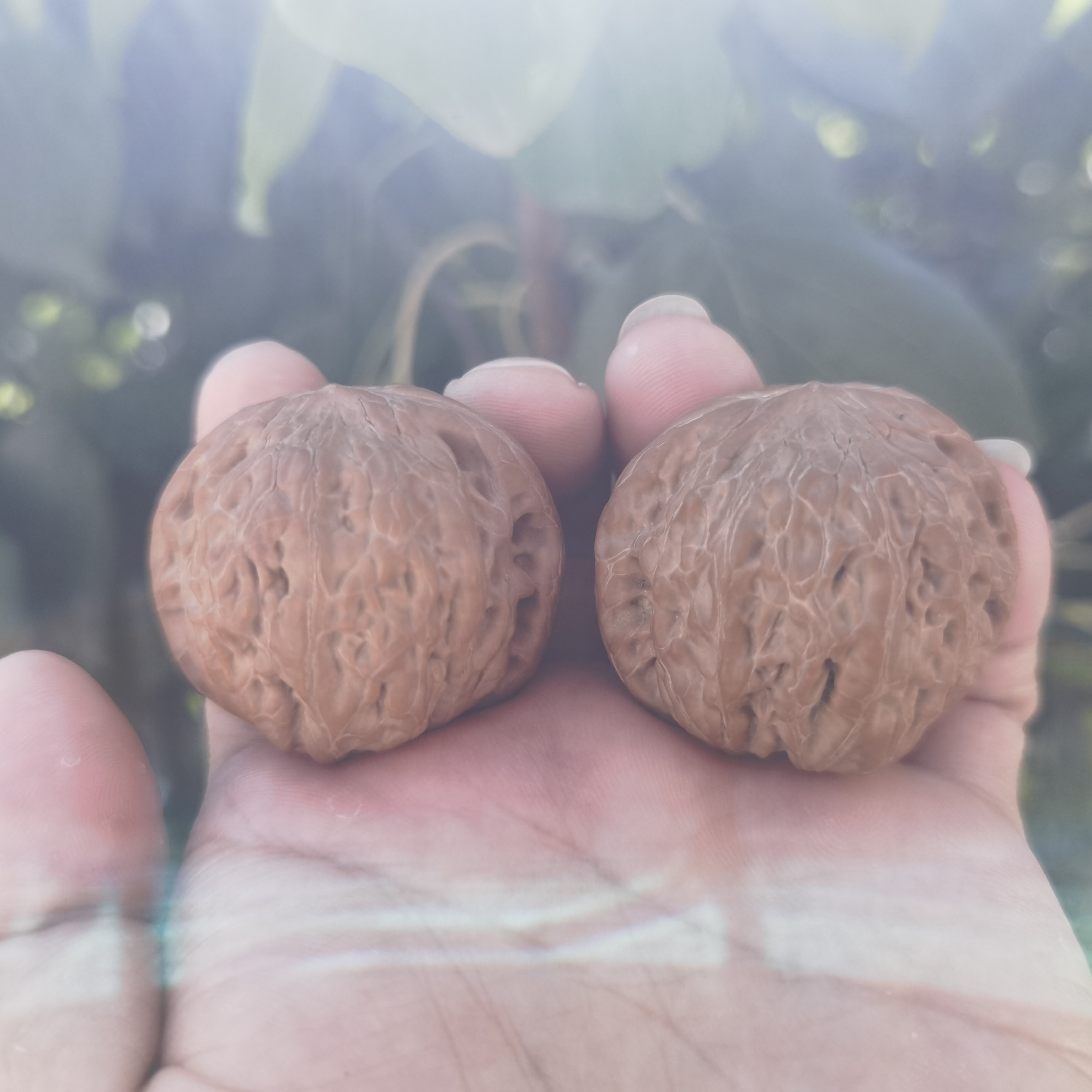 全品铁锤妹妹，41尺寸，全品无修