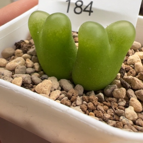 184好看的多肉冲冲冲
